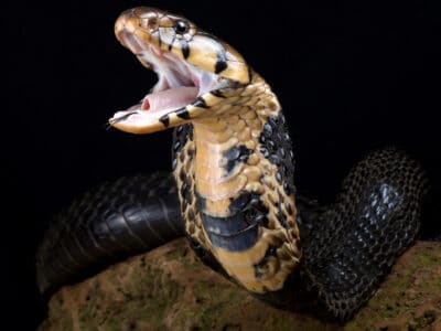 Forest Cobra Picture