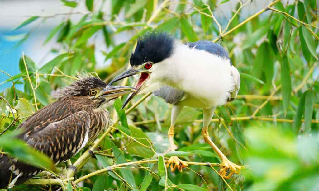 Night heron chick and parent in a tree