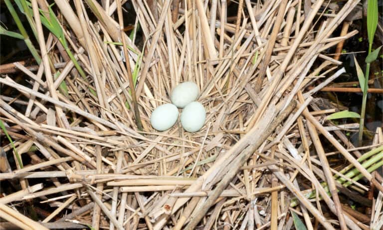 Night heron nest with three eggs