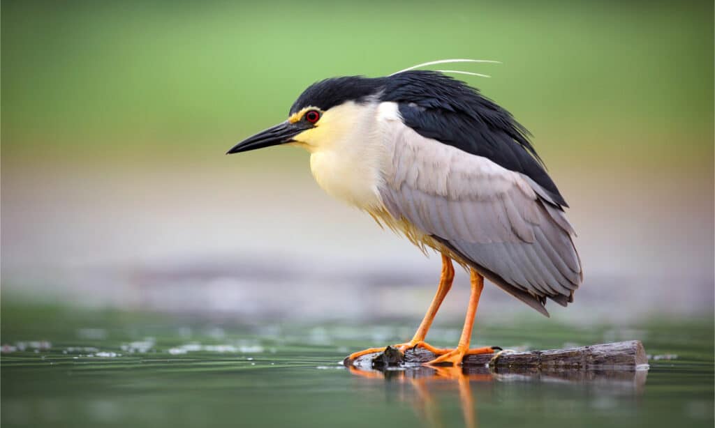 A night heron waiting for a fish to swim in Lake Martin.