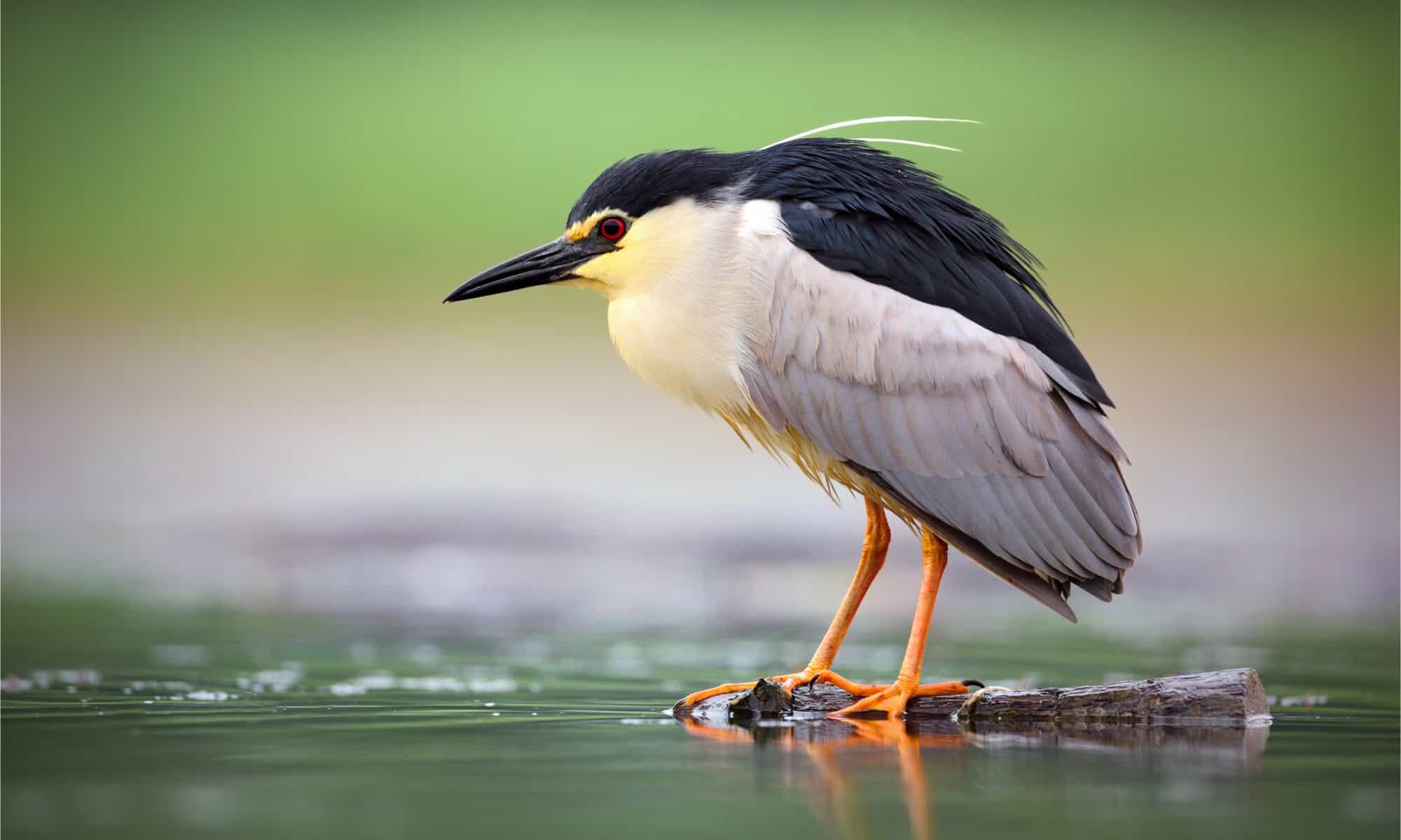 A night heron waiting for a fish to swim by