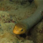 Olive sea snake