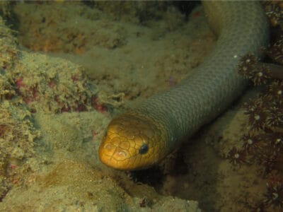Olive Sea Snake Picture