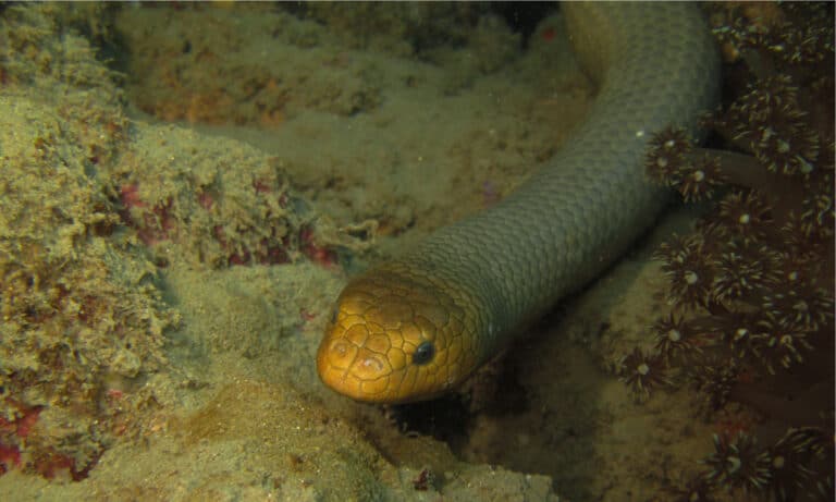 The Olive sea snake has special valves in its nose to keep water out while its swimming.