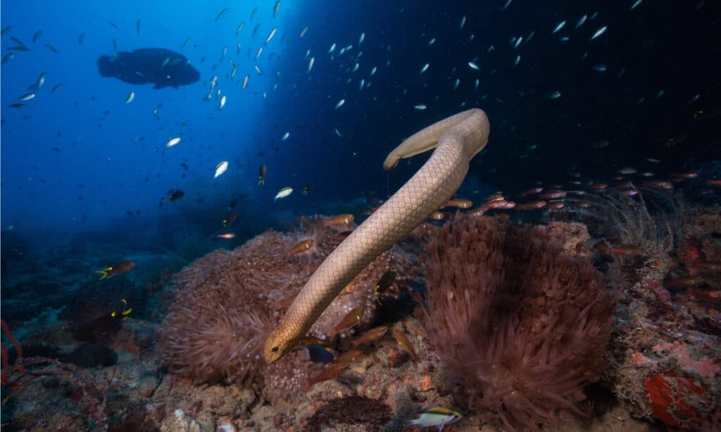 Rắn biển Olive sử dụng đuôi của nó giống như một mái chèo để đẩy nó qua mặt nước trong quần xã sinh vật rạn san hô.