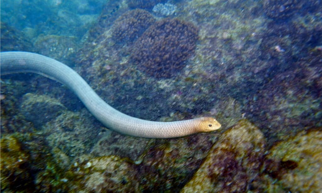 Rắn biển Olive, Disteira major ở Bundaberg, Rạn san hô Great Barrier, Queensland. Nó có thể dài tới sáu feet và nặng tới sáu cân rưỡi.