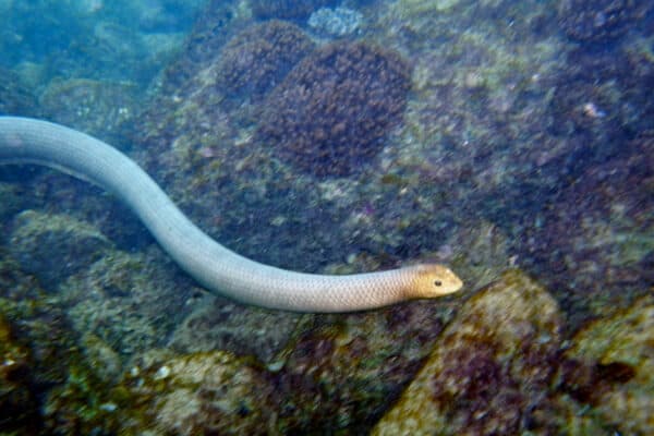 Olive Sea snake, Disteira major in Bundaberg, Great Barrier Reef,Queensland. It can grow up to six feet long and weigh up to six and a half pounds.