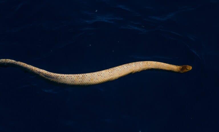 The olive sea snake is sometimes called the golden sea snake or the olive-brown sea snake because of its coloration.