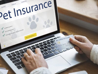 A Spot Pet Insurance Review: Pros, Cons, and  Coverage