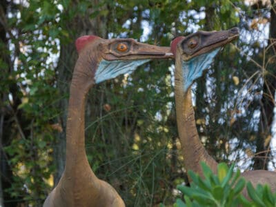 A Ornithomimus