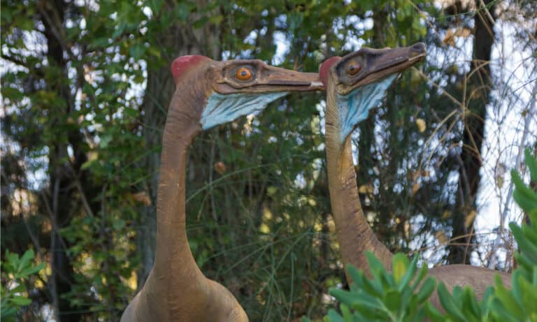 Ornithomimus had large eyes and a large brain within its small head.