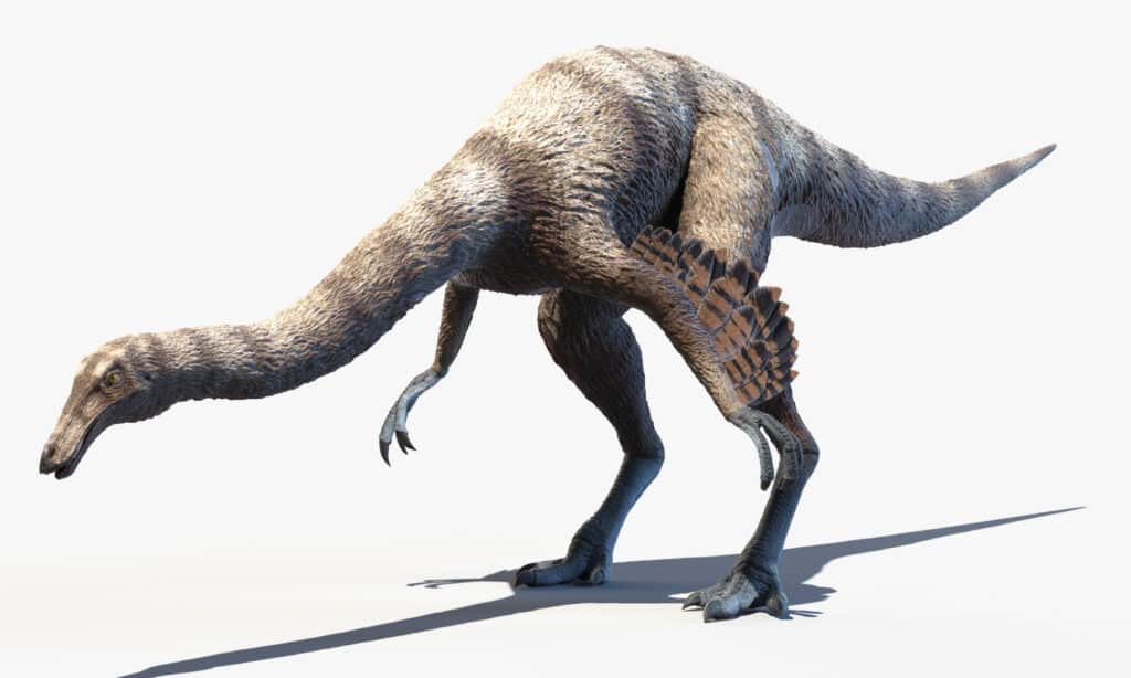 Ornithomimus had hair-like feathers along their legs, neck, and lower torso.