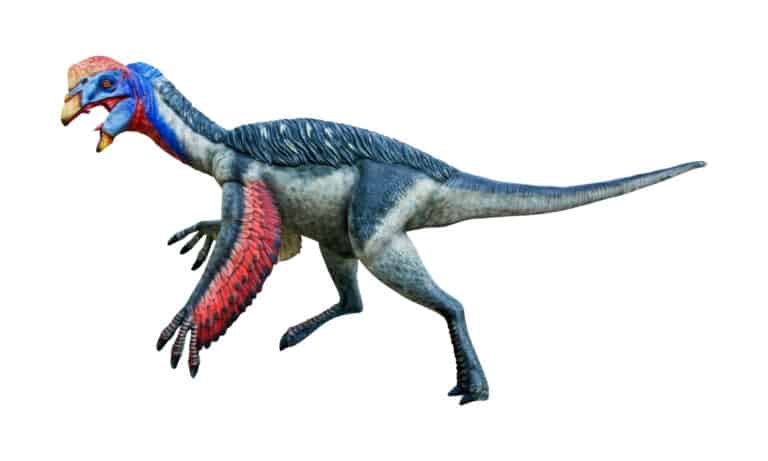 Oviraptor on white background