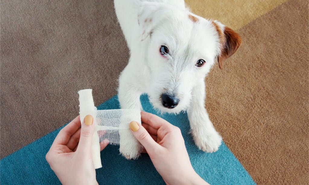 Owner wrapping their Jack Russell terrier's injured paw