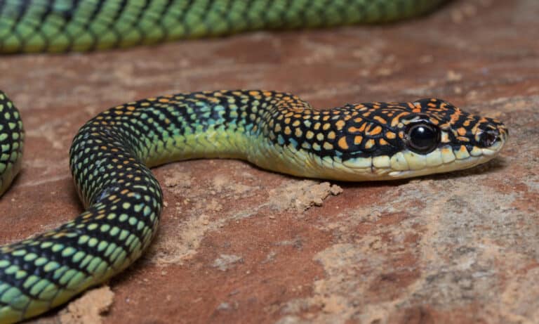 Head shot of a paradise flying snake on a red rock