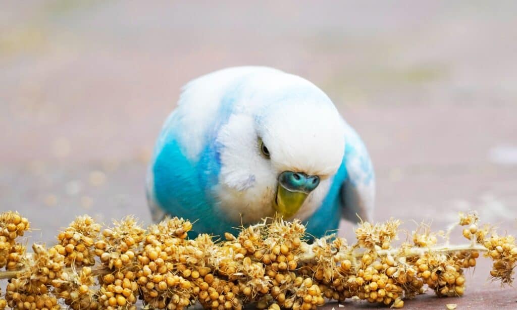 Parakeet food