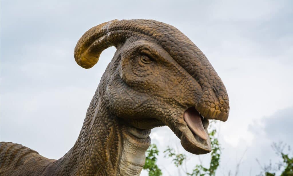 The most notable thing about the Parasaurolophus is its crest. This structure starts at the dinosaur’s nose, curves up the front of its skull and arches back over its head.