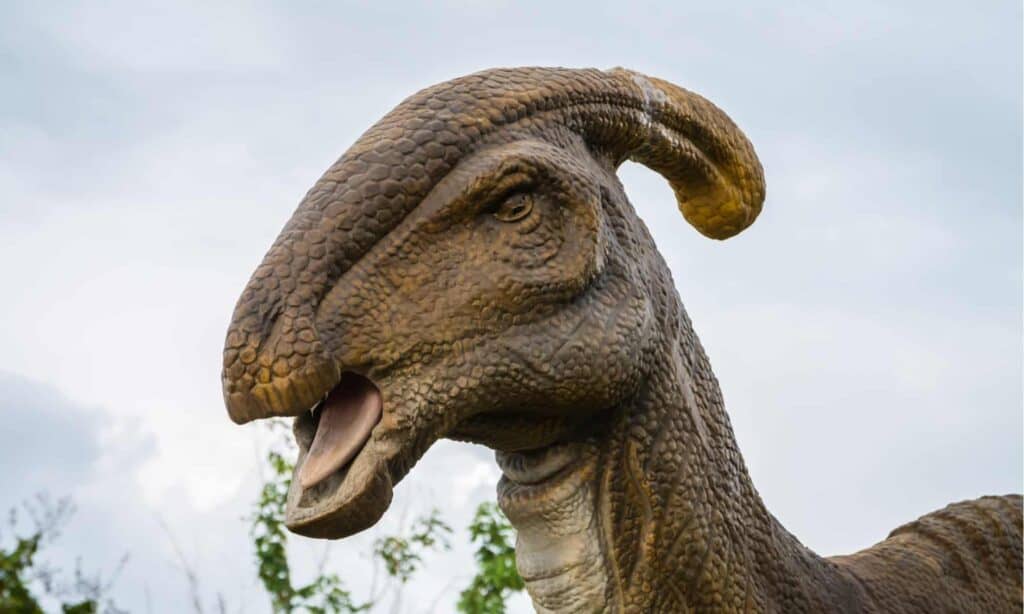 The most notable thing about the Parasaurolophus is its crest. This structure starts at the dinosaur’s nose, curves up the front of its skull and arches back over its head.