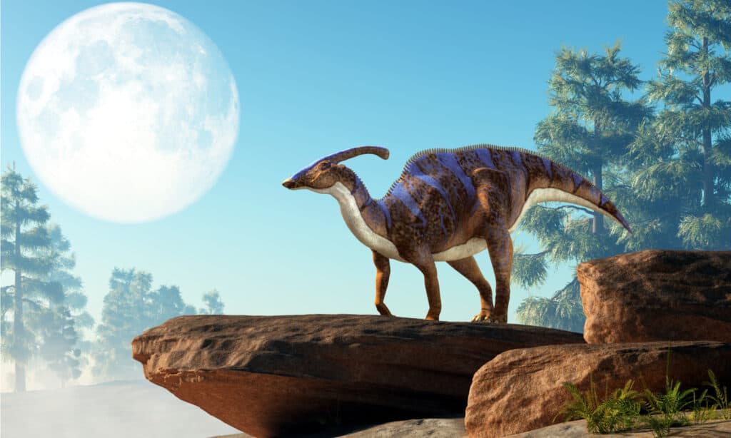 A Parasaurolophus, a type of herbivorous ornithopod dinosaur of the Hadrosaur family stands on a rock under a full moon that is out in the sky on a Cretaceous era afternoon.
