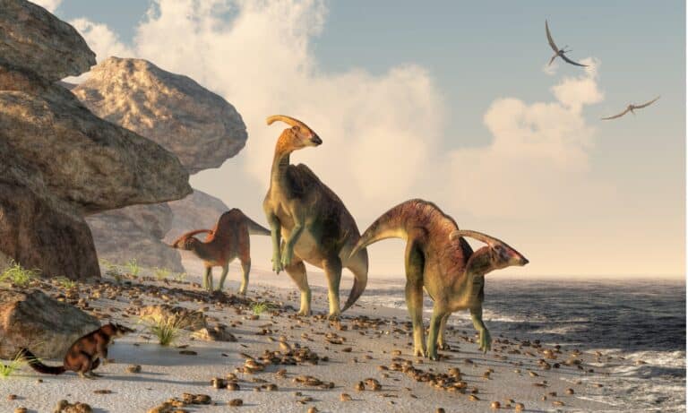 Three Parasaurolophus stand on a rock beach. Pterasaurs fly over head and a small mammal watches the dinosaurs as they meander along the water's edge.