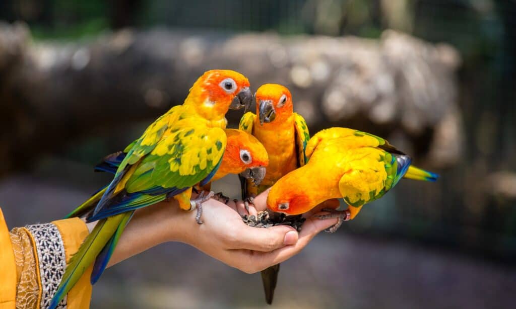 Parrot Animal Facts - A-Z Animals