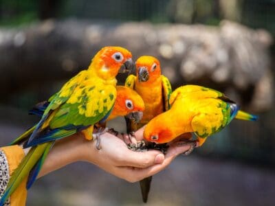 A Parrot Quiz – Smart and Complex Birds!