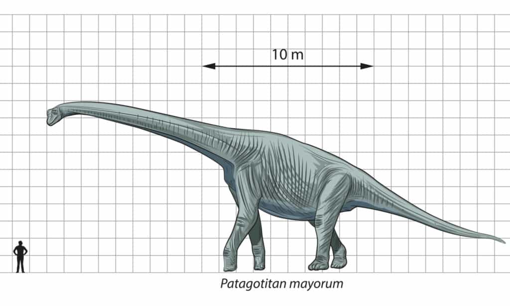 Patagotitan illustration with human for scale