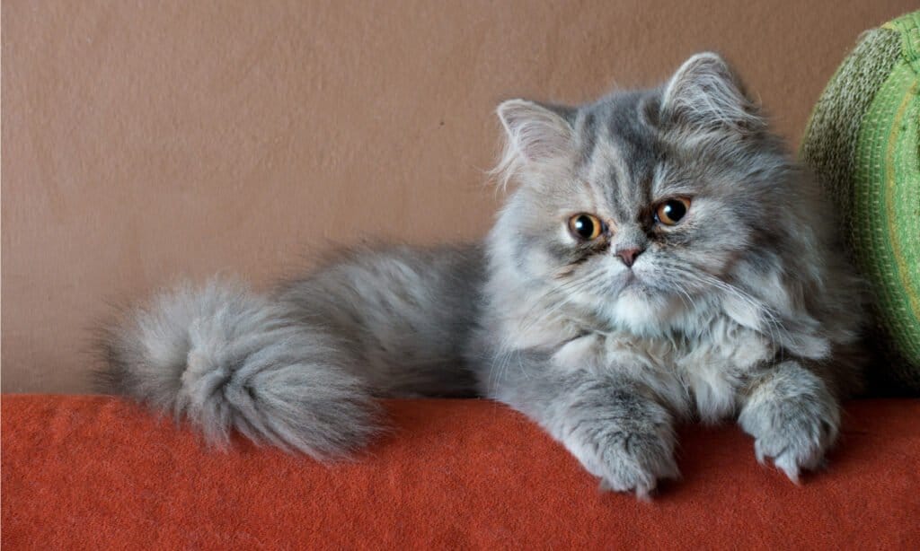 Persian cat on sofa