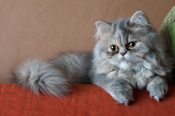 Persian cat on sofa