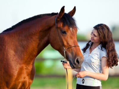 A Pet Horse Guide: What You Need to Know