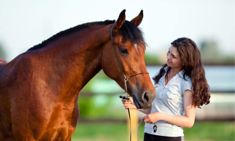 Pet Horse Guide