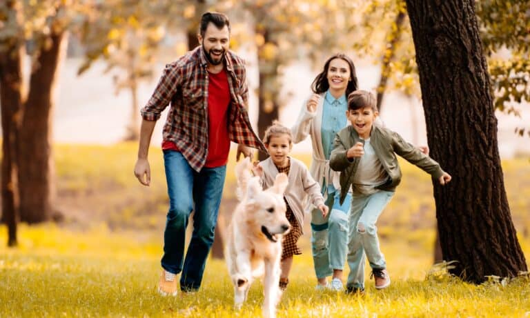 Pet dogs