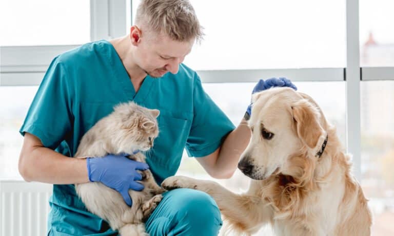 Pets Best pet insurance