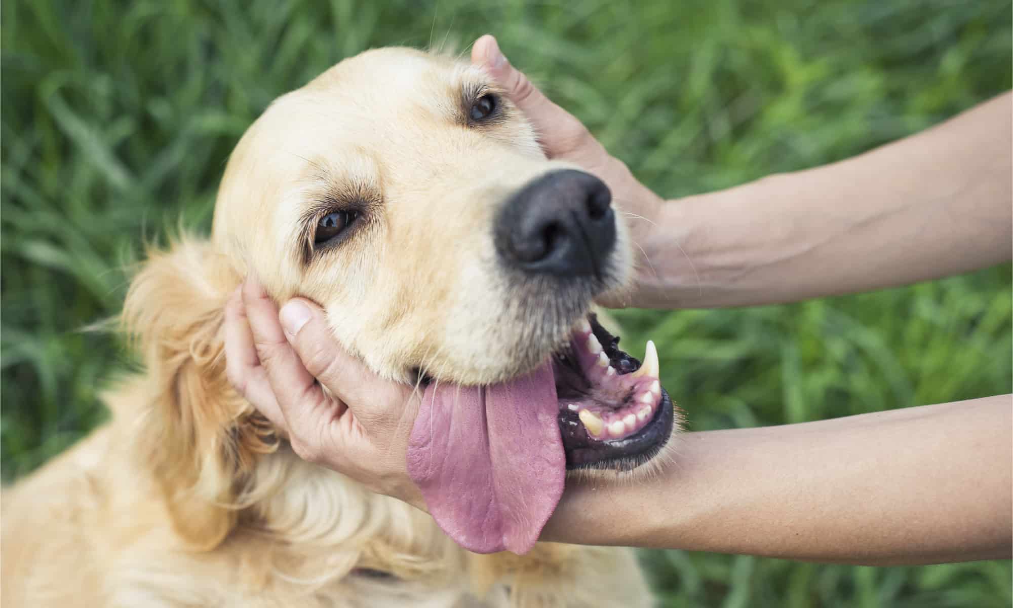 Petting a golden retrievers head