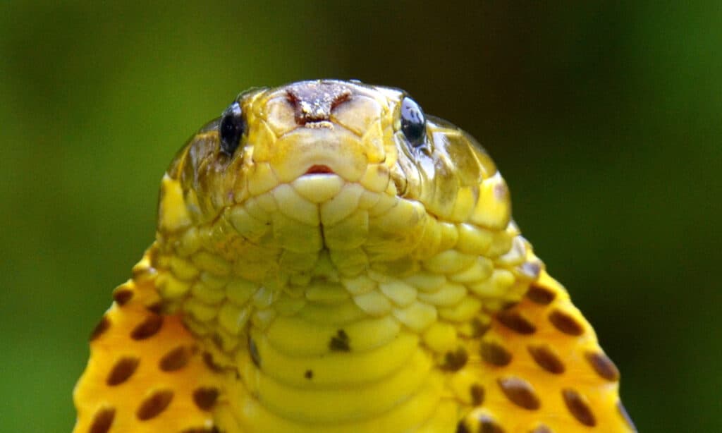 Samar cobra, Naja samarensis, an endemic cobra from Philippines. This is a snake similar to the Philippine Cobra. The Philippine Cobra has dark brown round eyes, and it is rather stocky.