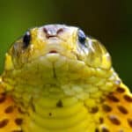 Philippine cobra