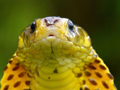 Philippine Cobra Picture