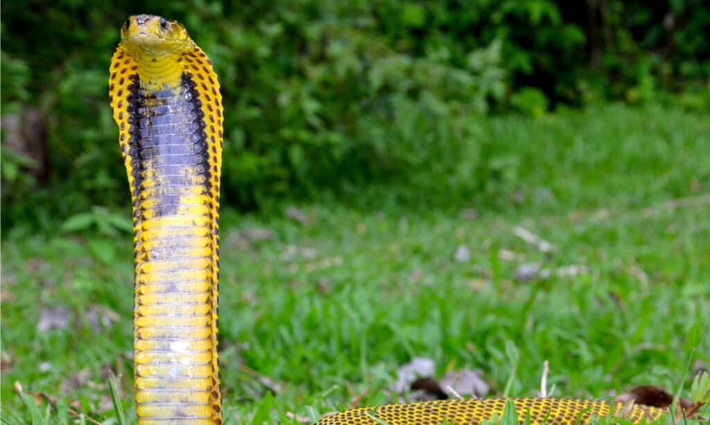 Samar cobra, a snake similar to the Philippine Cobra. The Philippine Cobra has a body that is light brown in color, decorated with dark brown blotches all over.