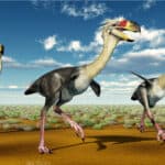 Phorusrhacos