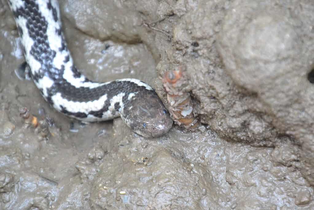 Crab-eating water snake