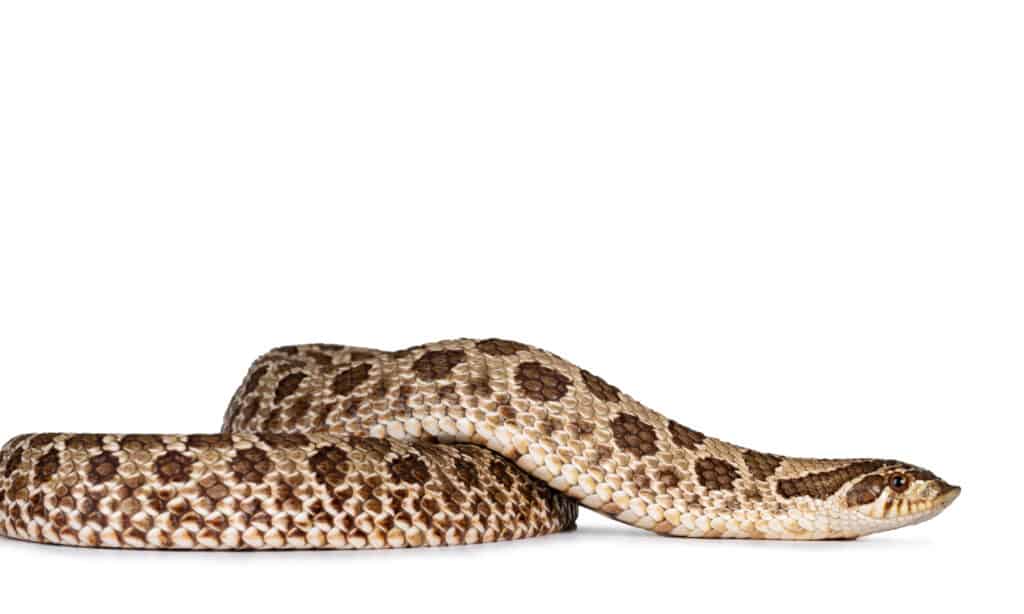 A plains hognose snake on white background