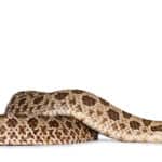 Plains hognose snake