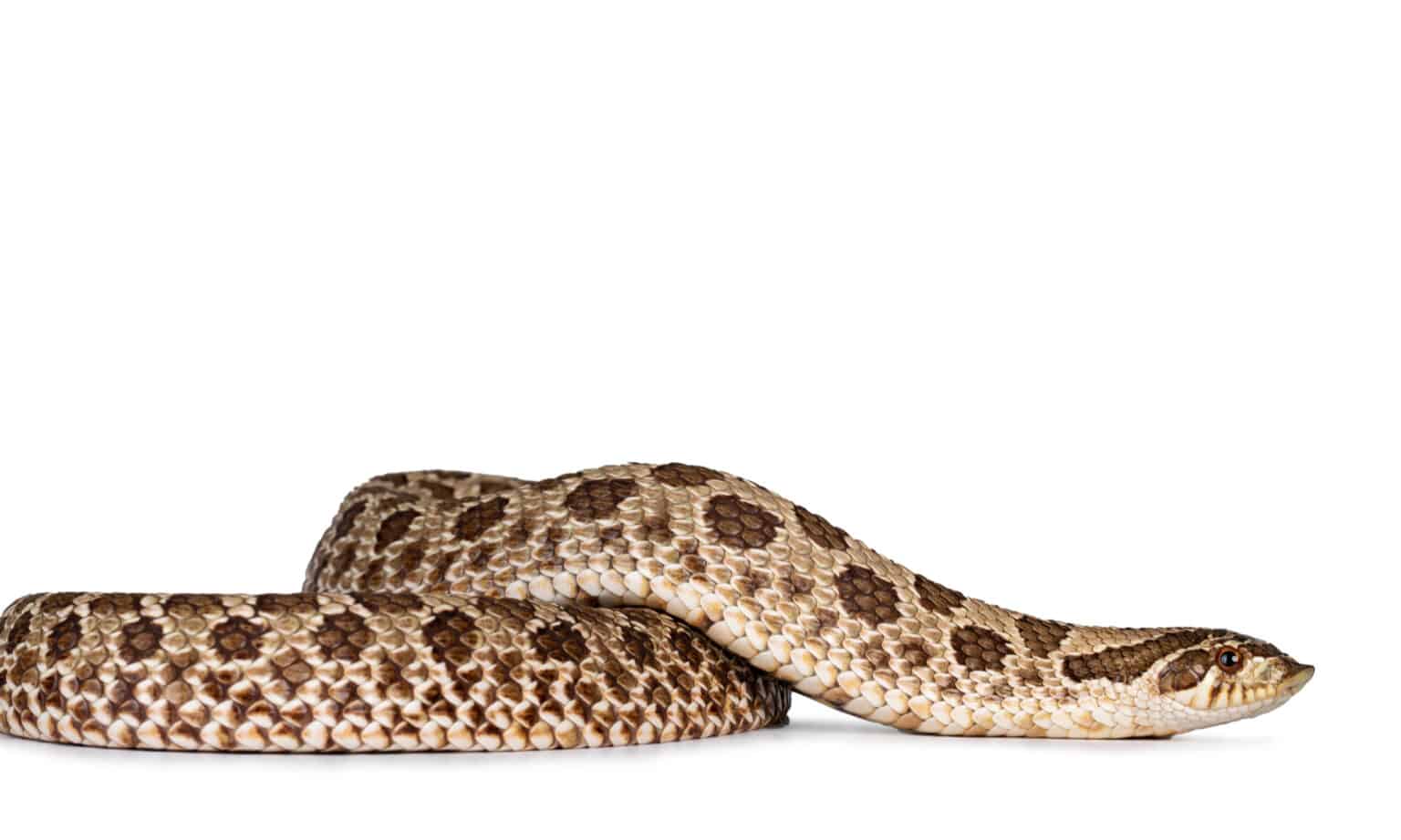 Eel vs Snake: 6 Differences and Ways to Identify Each - A-Z Animals