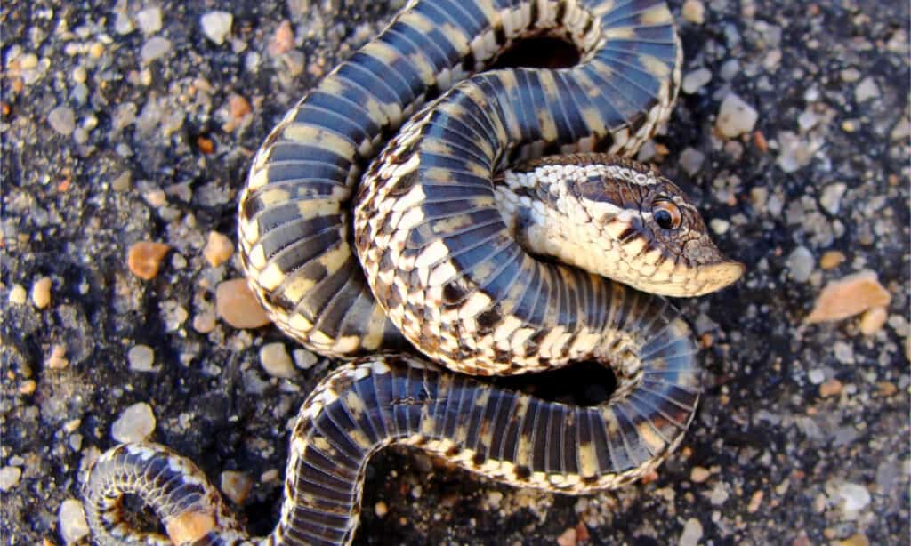 A plains hognose snake playing dead