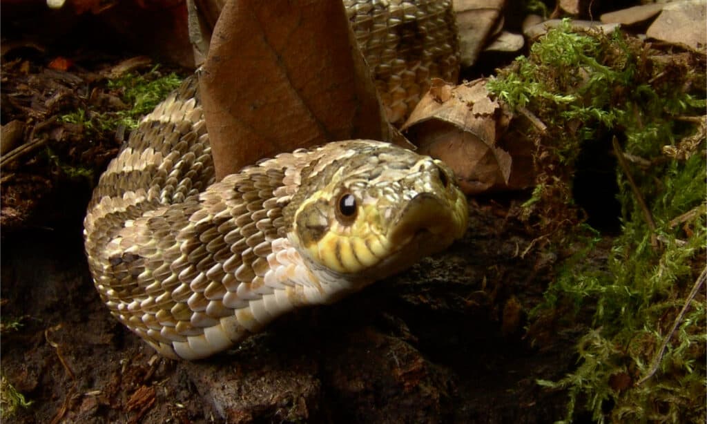 A frontal shot of a plains hognose snake's upturned snout