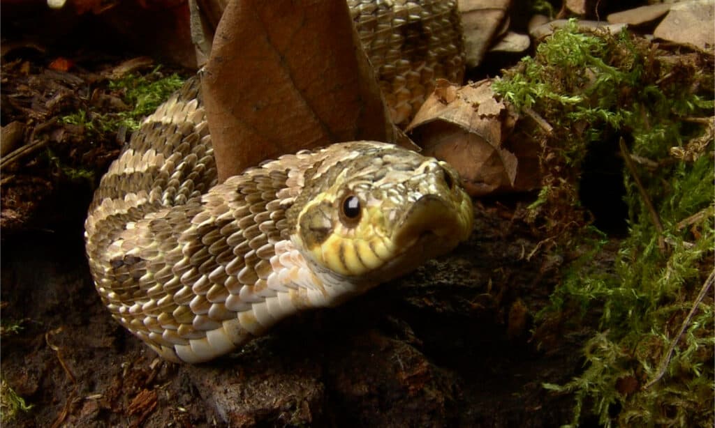 WATCH: Have You Ever Seen a Hognose Play Dead? - Texas Fish & Game