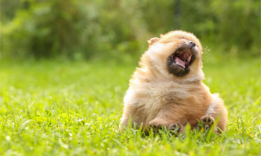 A Pomeranian sneezing in a field