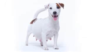 Jack Russell Pregnancy: Gestation Period, Weekly Milestones, and Care Guide photo