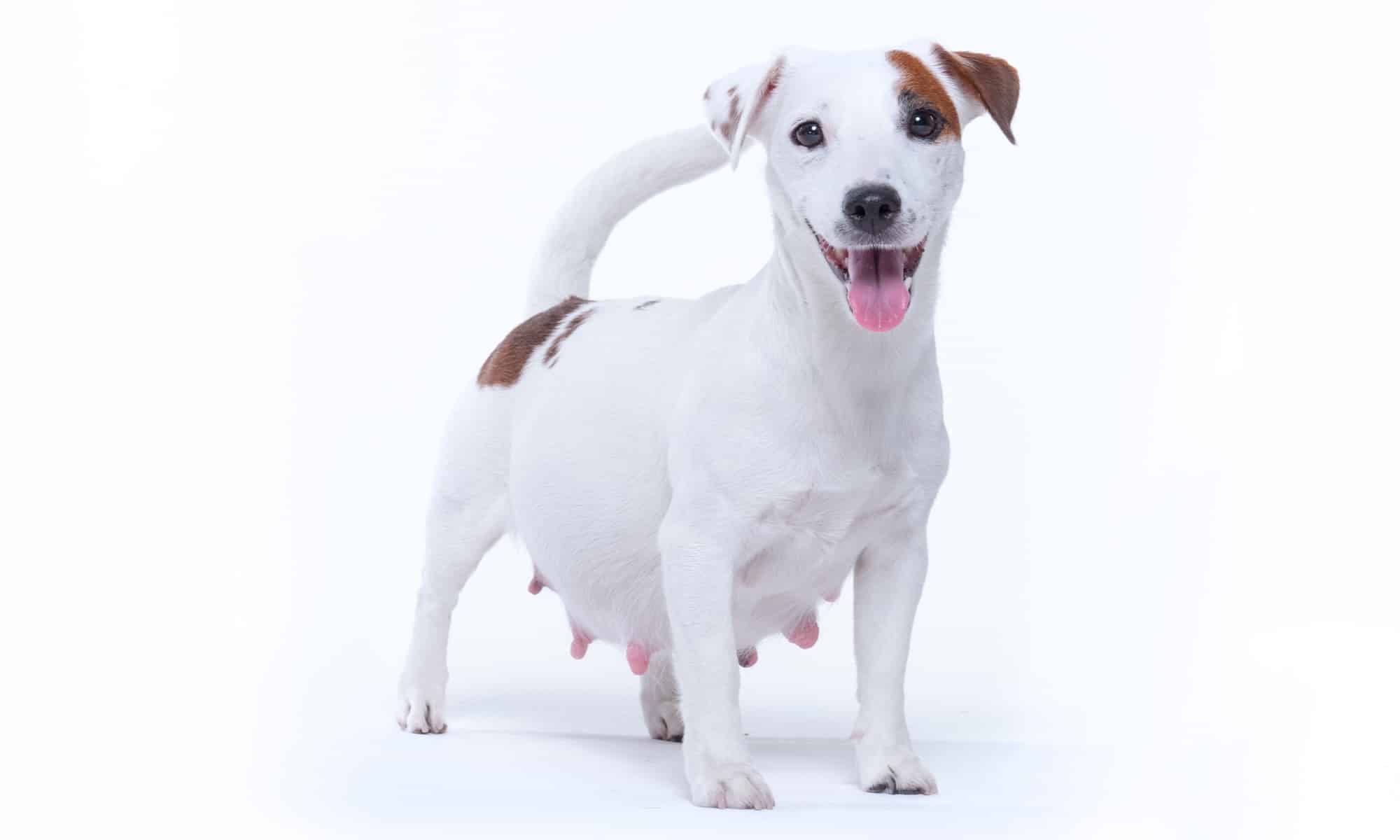 Jack Russell Pregnancy: Gestation Period, Weekly Milestones, and Care Guide  - A-Z Animals