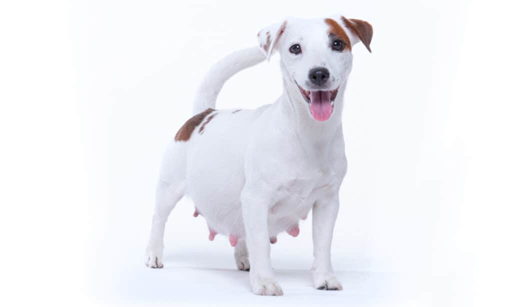 Pregnant Jack Russell terrier